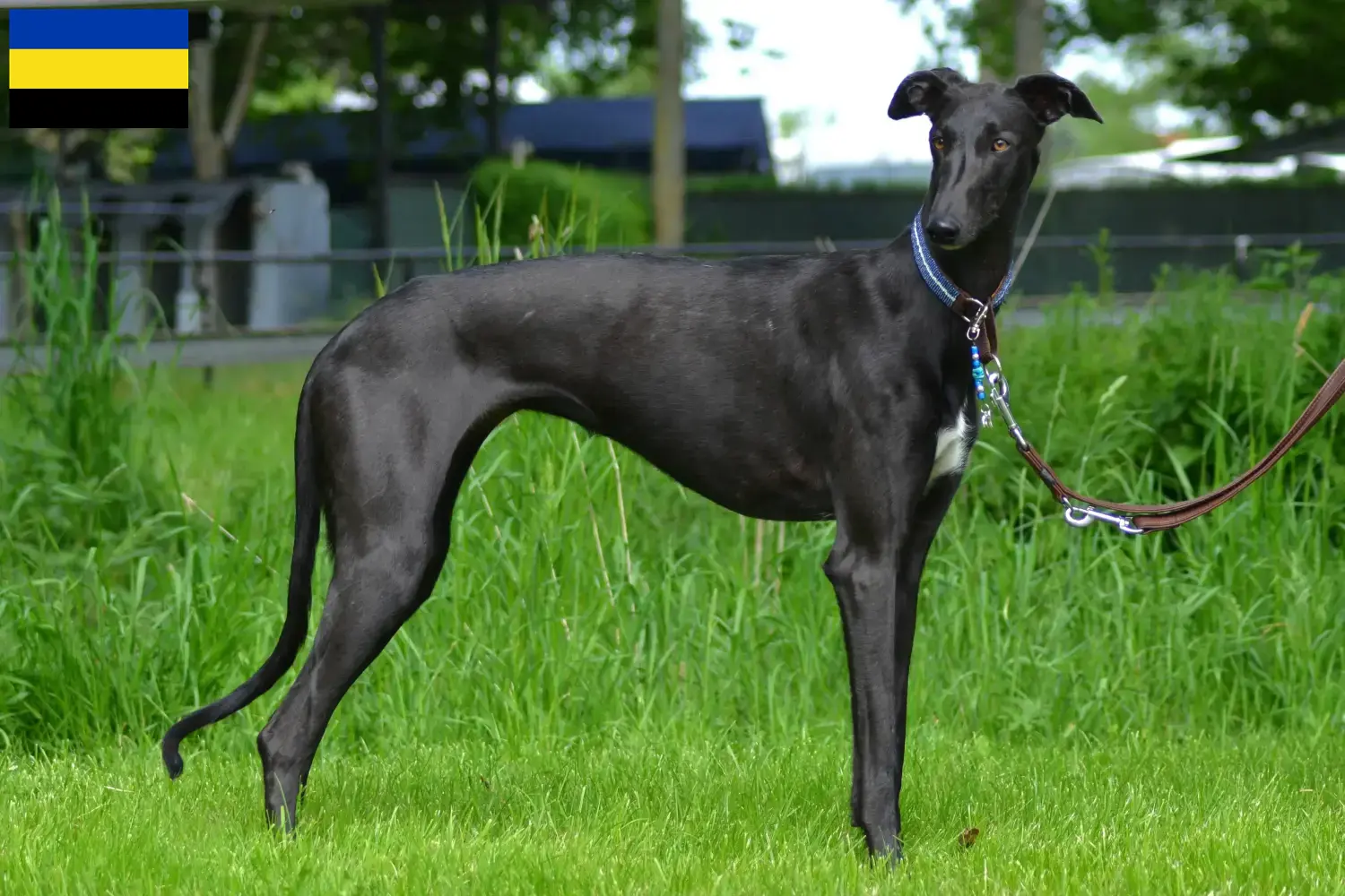 Read more about the article Galgo Espanol breeders and puppies in Gelderland