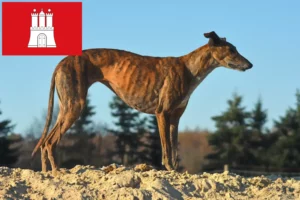 Read more about the article Galgo Espanol breeders and puppies in Hamburg