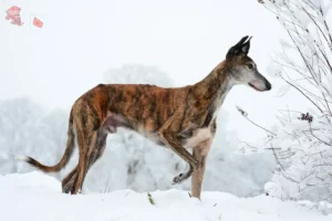 Read more about the article Galgo Espanol breeders and puppies in Hovedstaden