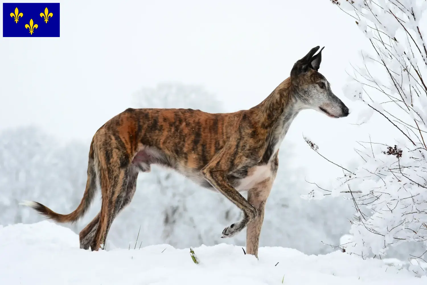 Read more about the article Galgo Espanol breeders and puppies in Île-de-France