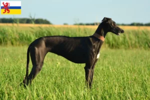 Read more about the article Galgo Espanol breeders and puppies in Limburg