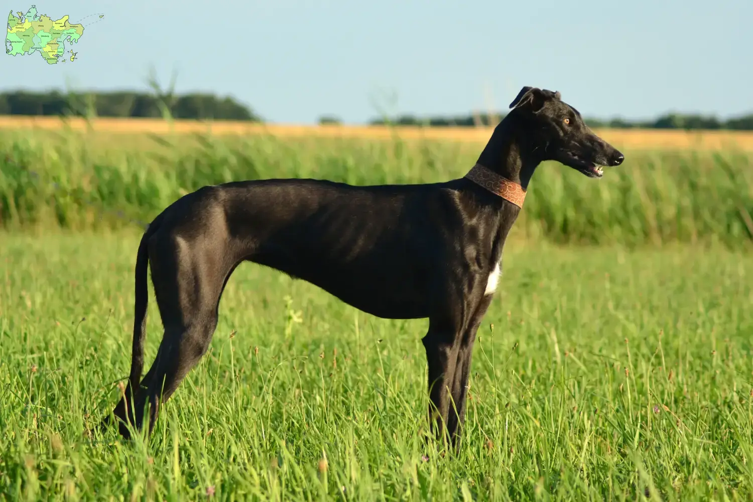 Read more about the article Galgo Espanol breeders and puppies in Midtjylland