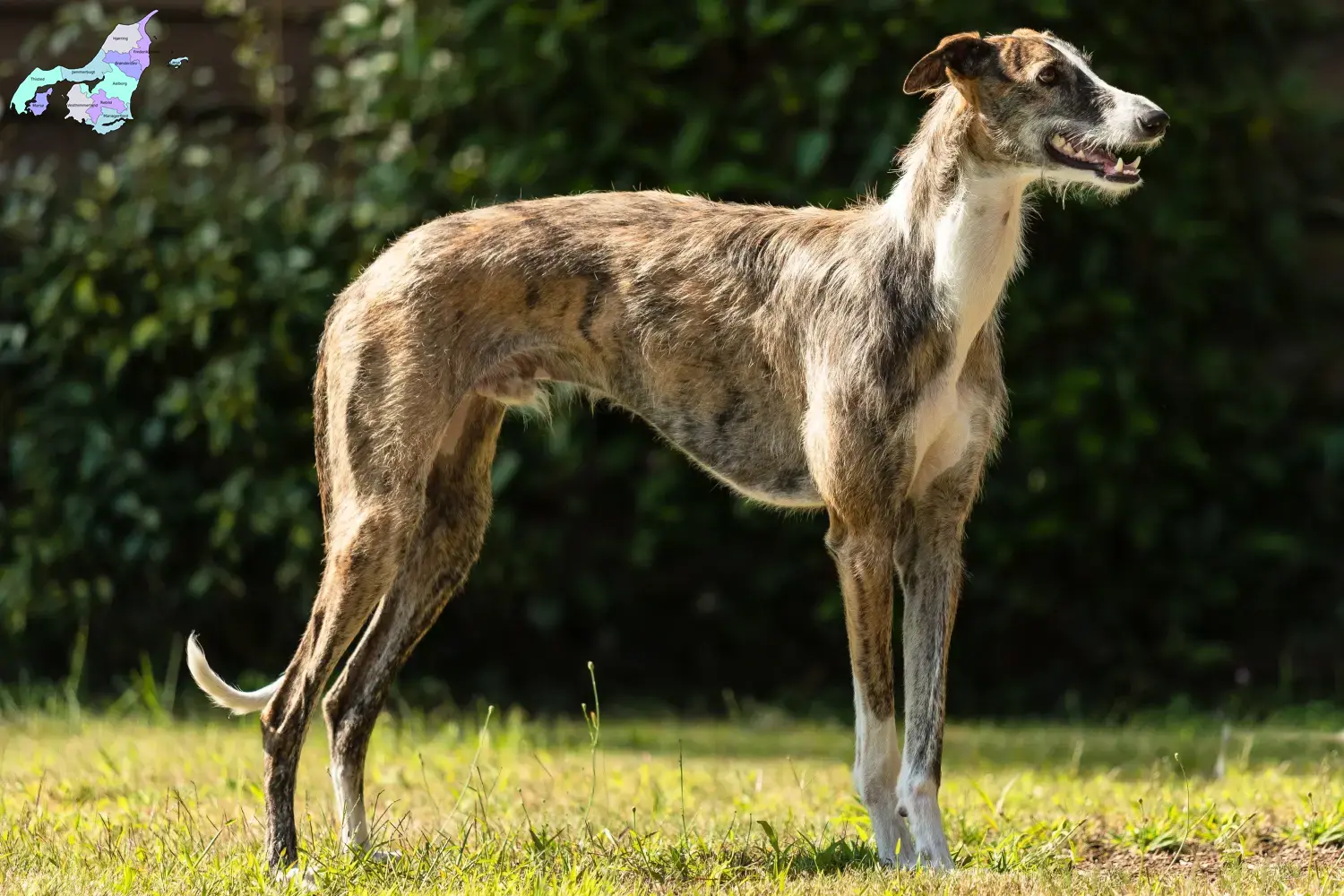 Read more about the article Galgo Espanol breeders and puppies in Nordjylland