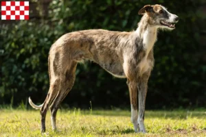 Read more about the article Galgo Espanol breeders and puppies in North Brabant