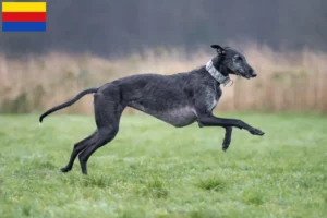 Read more about the article Galgo Espanol breeders and puppies in North Holland