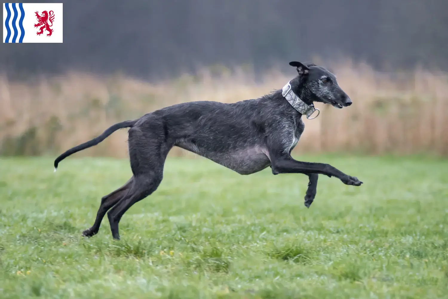 Read more about the article Galgo Espanol breeders and puppies in Nouvelle-Aquitaine