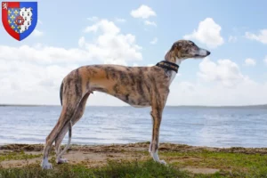 Read more about the article Galgo Espanol breeders and puppies in Pays de la Loire