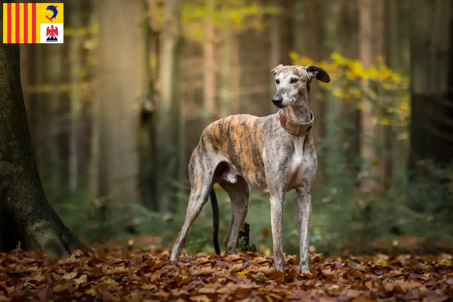 Read more about the article Galgo Espanol breeders and puppies in Provence-Alpes-Côte d’Azur