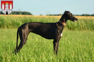 Read more about the article Galgo Espanol breeders and puppies in Salzburg