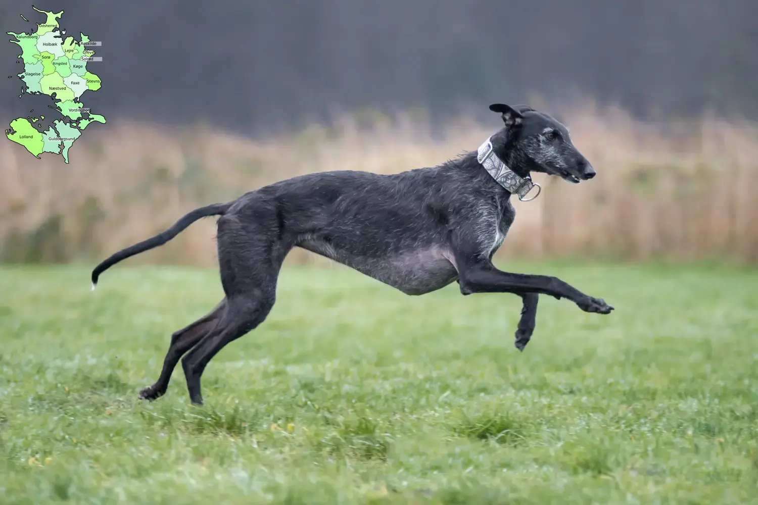 Read more about the article Galgo Espanol breeders and puppies in Sjælland