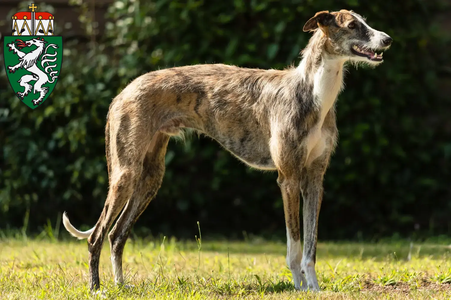 Read more about the article Galgo Espanol breeders and puppies in Styria