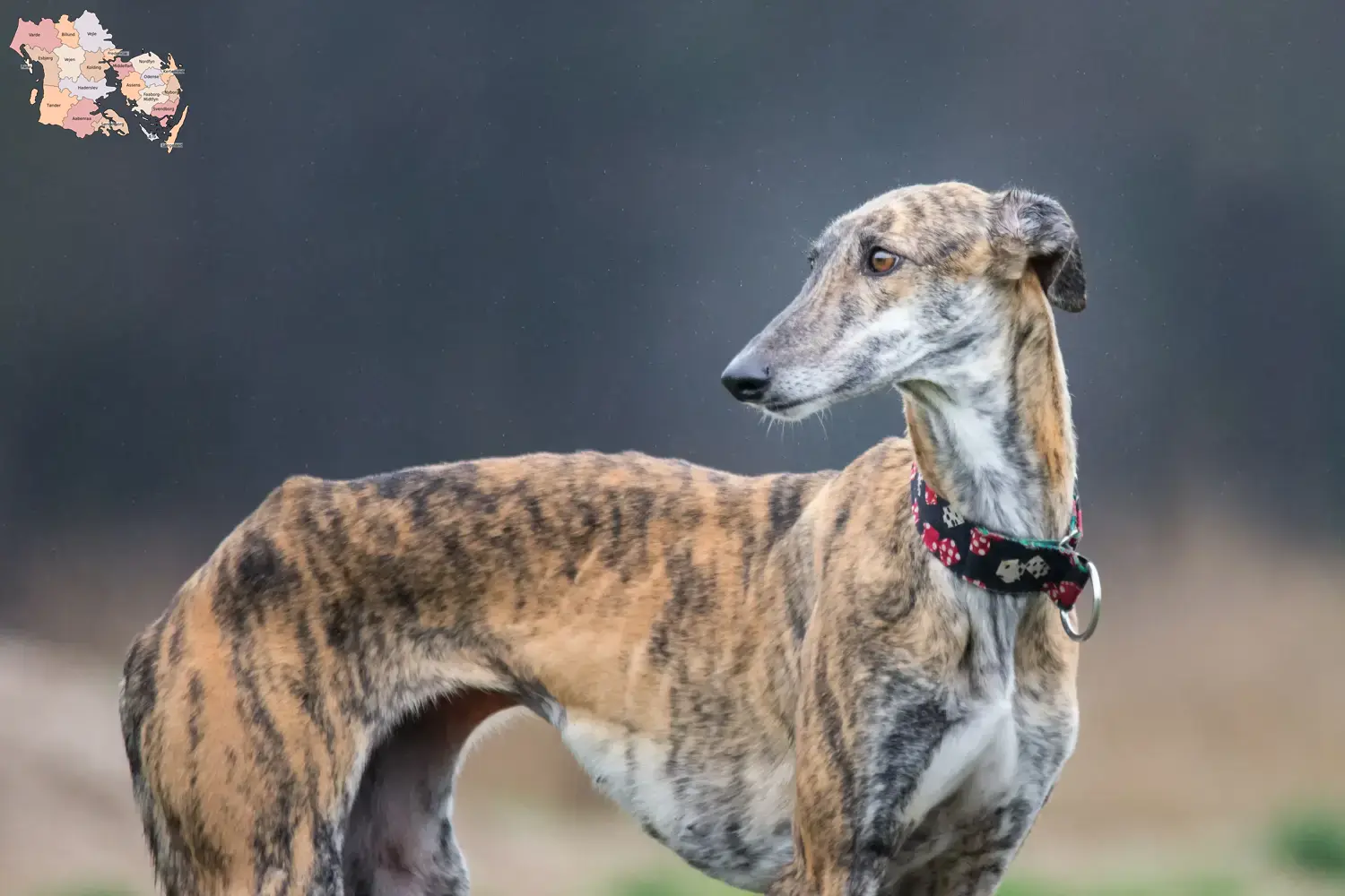 Read more about the article Galgo Espanol breeders and puppies in Syddanmark