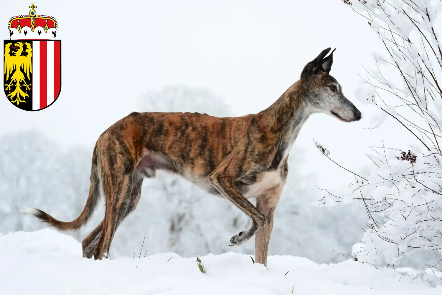 Read more about the article Galgo Espanol breeders and puppies in Upper Austria