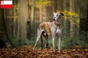 Read more about the article Galgo Espanol breeders and puppies in Utrecht