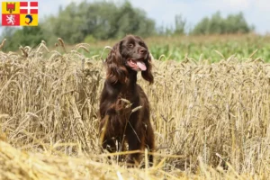 Read more about the article German Longhair breeders and puppies in Auvergne-Rhône-Alpes