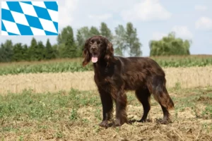 Read more about the article German Longhair breeders and puppies in Bavaria