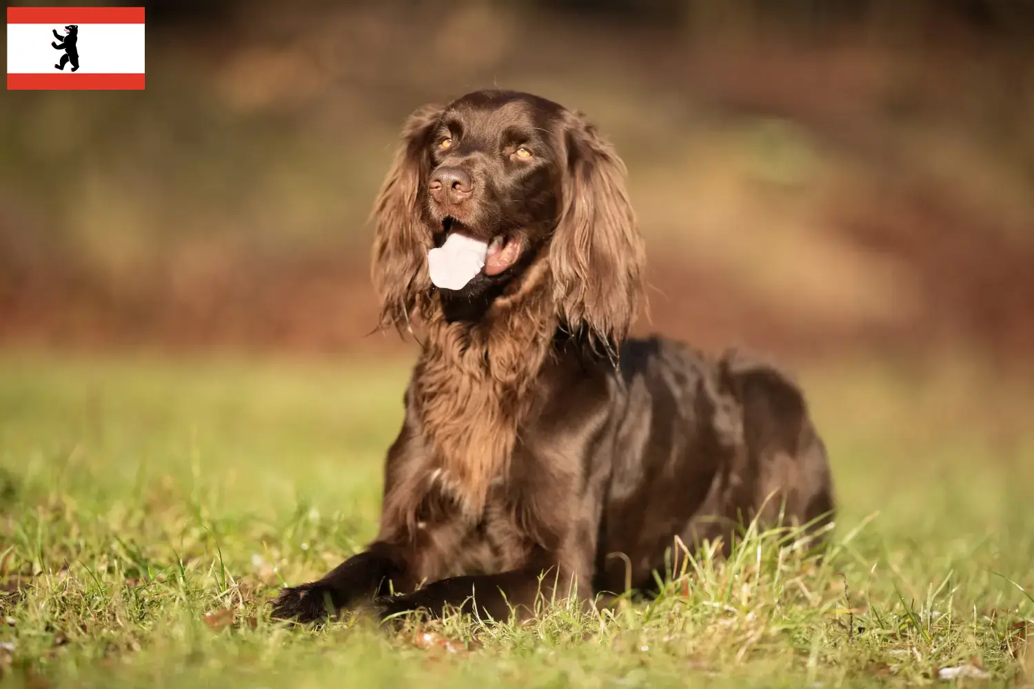 Read more about the article German Longhair breeders and puppies in Berlin