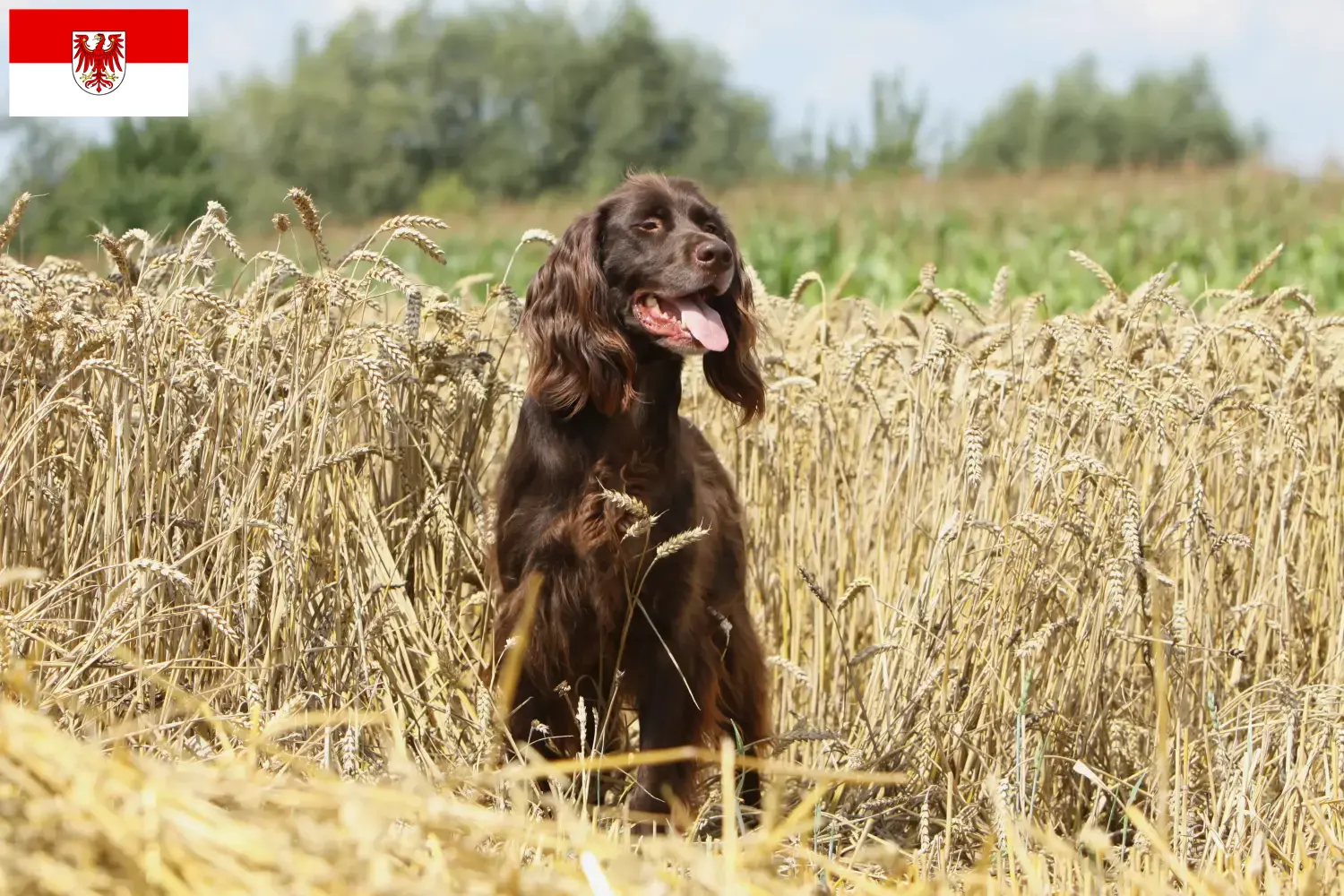 Read more about the article German Longhair breeders and puppies in Brandenburg