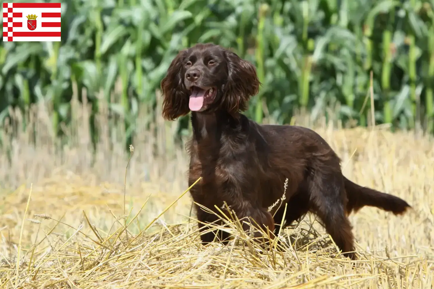 Read more about the article German Longhair breeders and puppies in Bremen