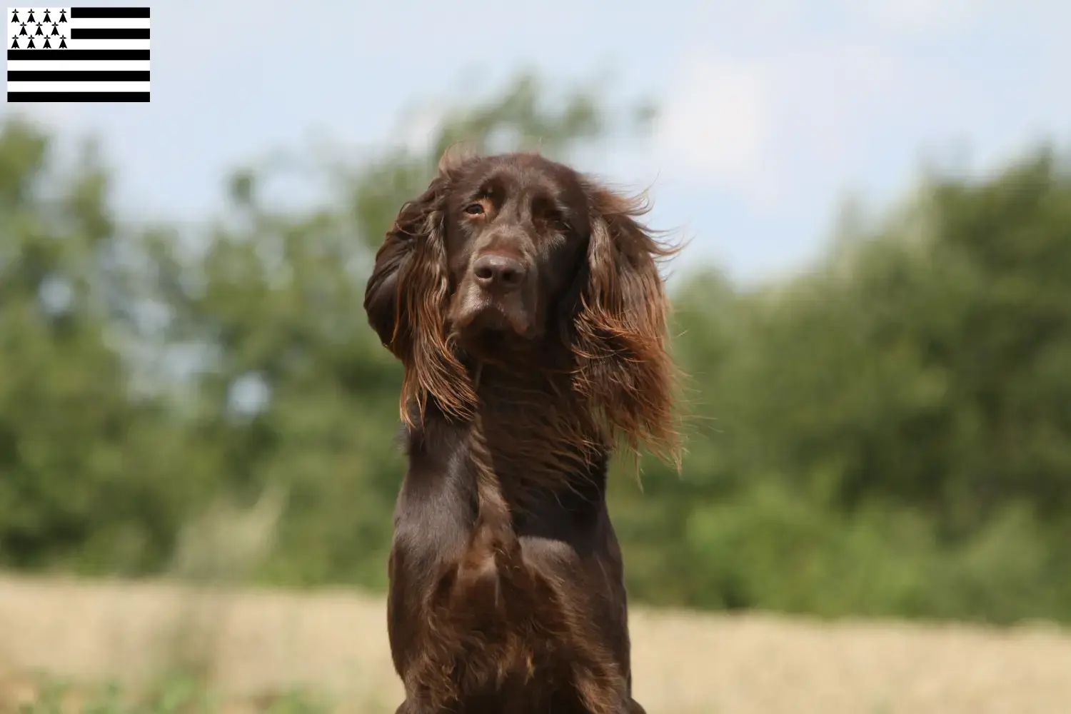 Read more about the article German Longhair breeders and puppies in Brittany