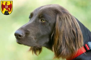 Read more about the article German Longhair breeders and puppies in Burgenland