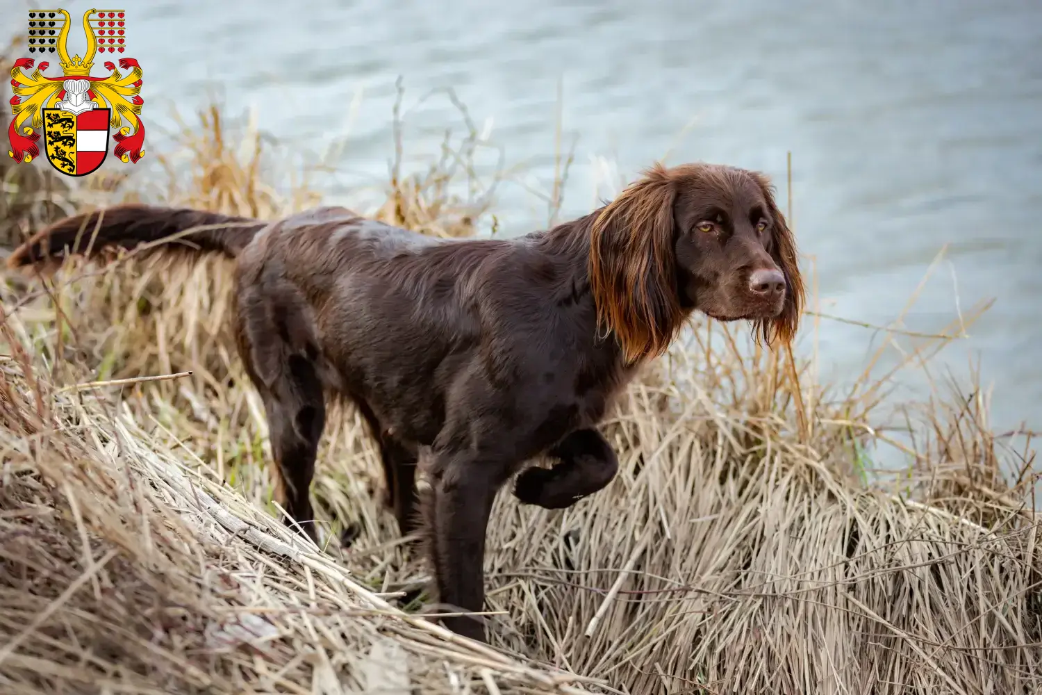 Read more about the article German Longhair breeders and puppies in Carinthia