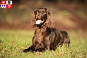 Read more about the article German Longhair breeders and puppies in Central Bohemia