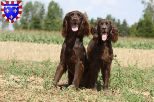 Read more about the article German Longhair breeders and puppies in Centre-Val de Loire