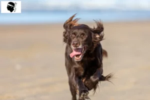 Read more about the article German Longhair breeders and puppies in Corsica