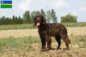 Read more about the article German Longhair breeders and puppies in Flevoland