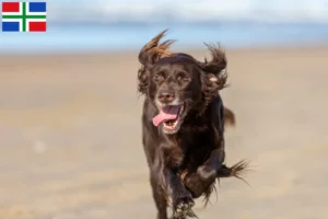 Read more about the article German Longhair breeders and puppies in Groningen