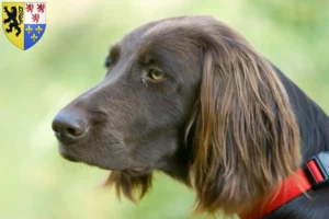 Read more about the article German Longhair breeders and puppies in Hauts-de-France