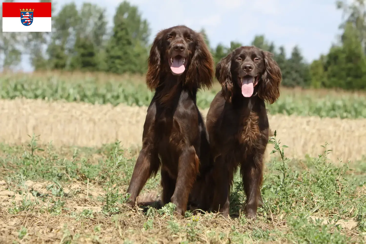 Read more about the article German Longhair breeders and puppies in Hessen