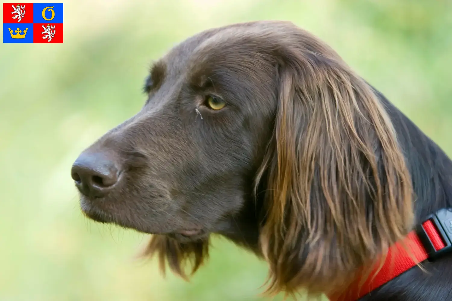 Read more about the article German Longhair breeders and puppies in Hradec Králové