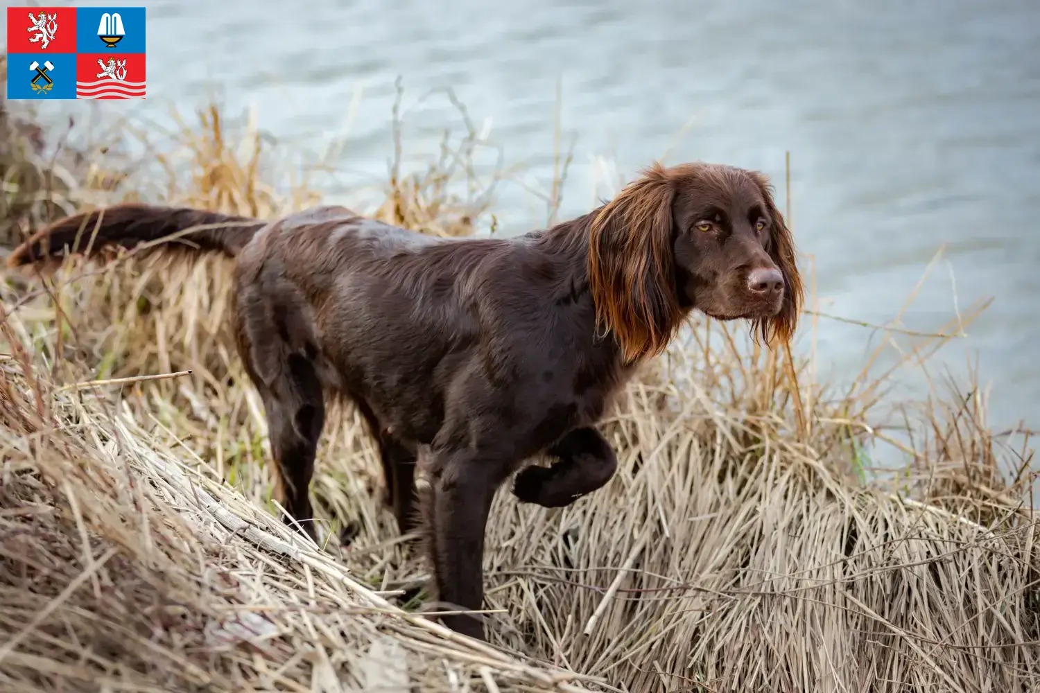 Read more about the article German Longhair breeders and puppies in Karlsbad