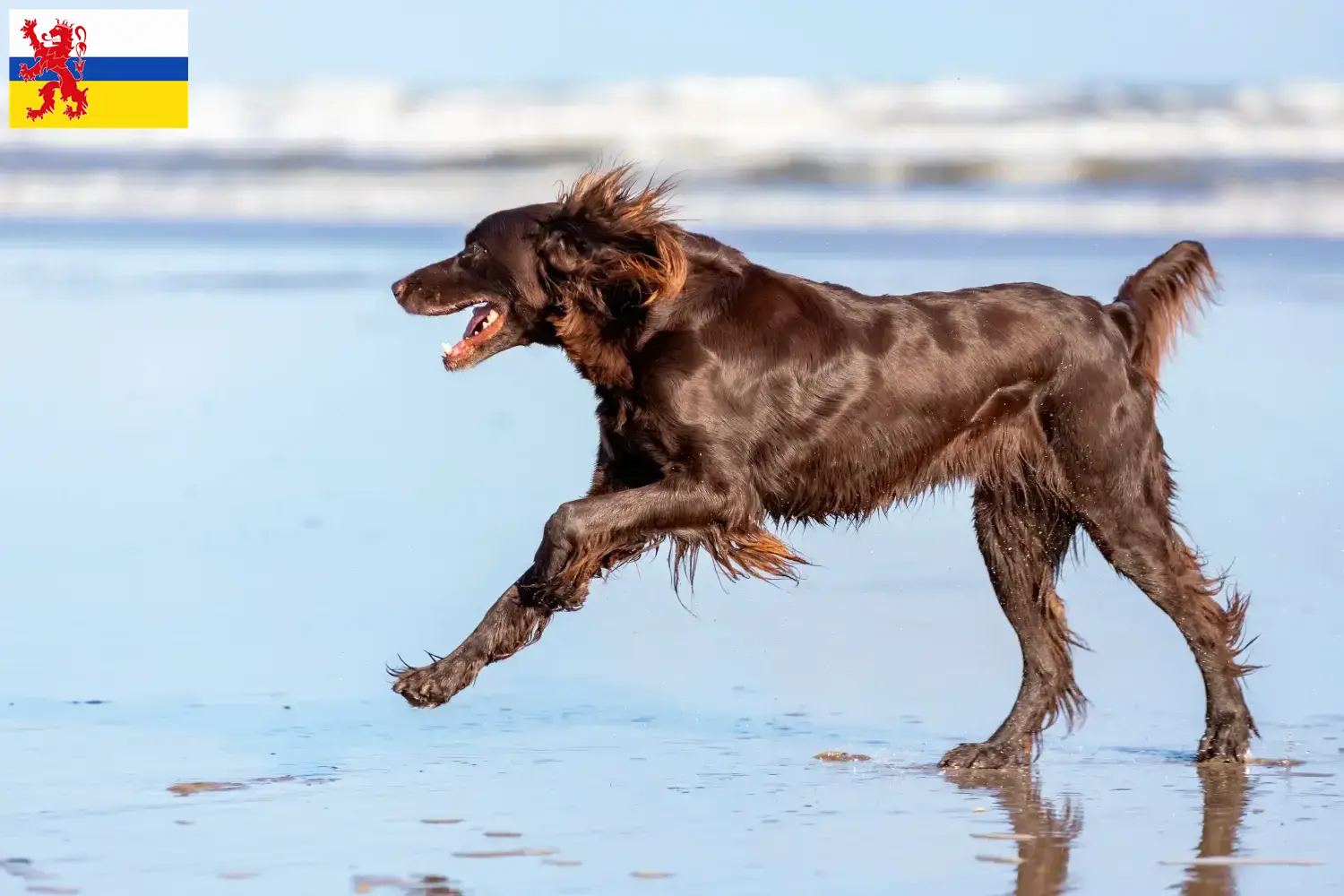 Read more about the article German Longhair breeders and puppies in Limburg