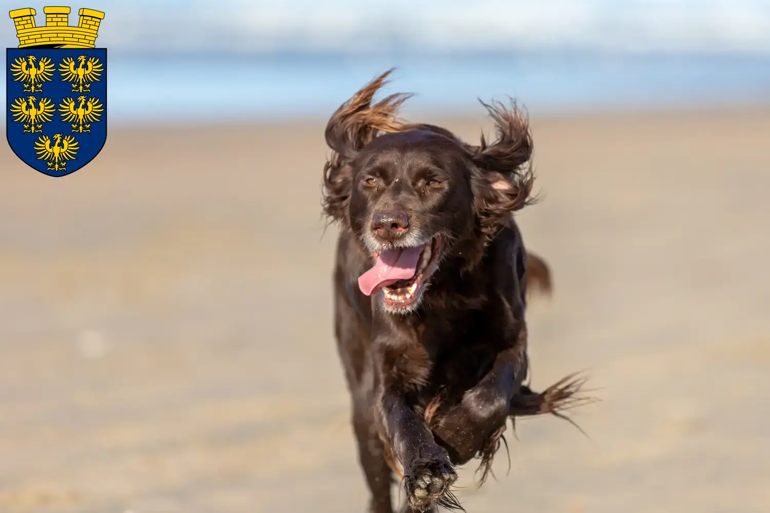 Read more about the article German Longhair breeders and puppies in Lower Austria