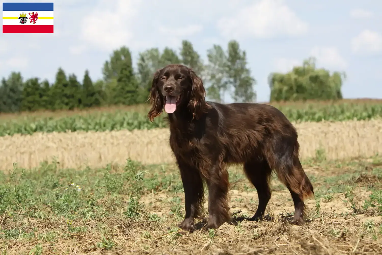 Read more about the article German Longhair breeders and puppies in Mecklenburg-Vorpommern