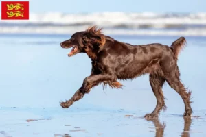 Read more about the article German Longhair breeders and puppies in Normandy