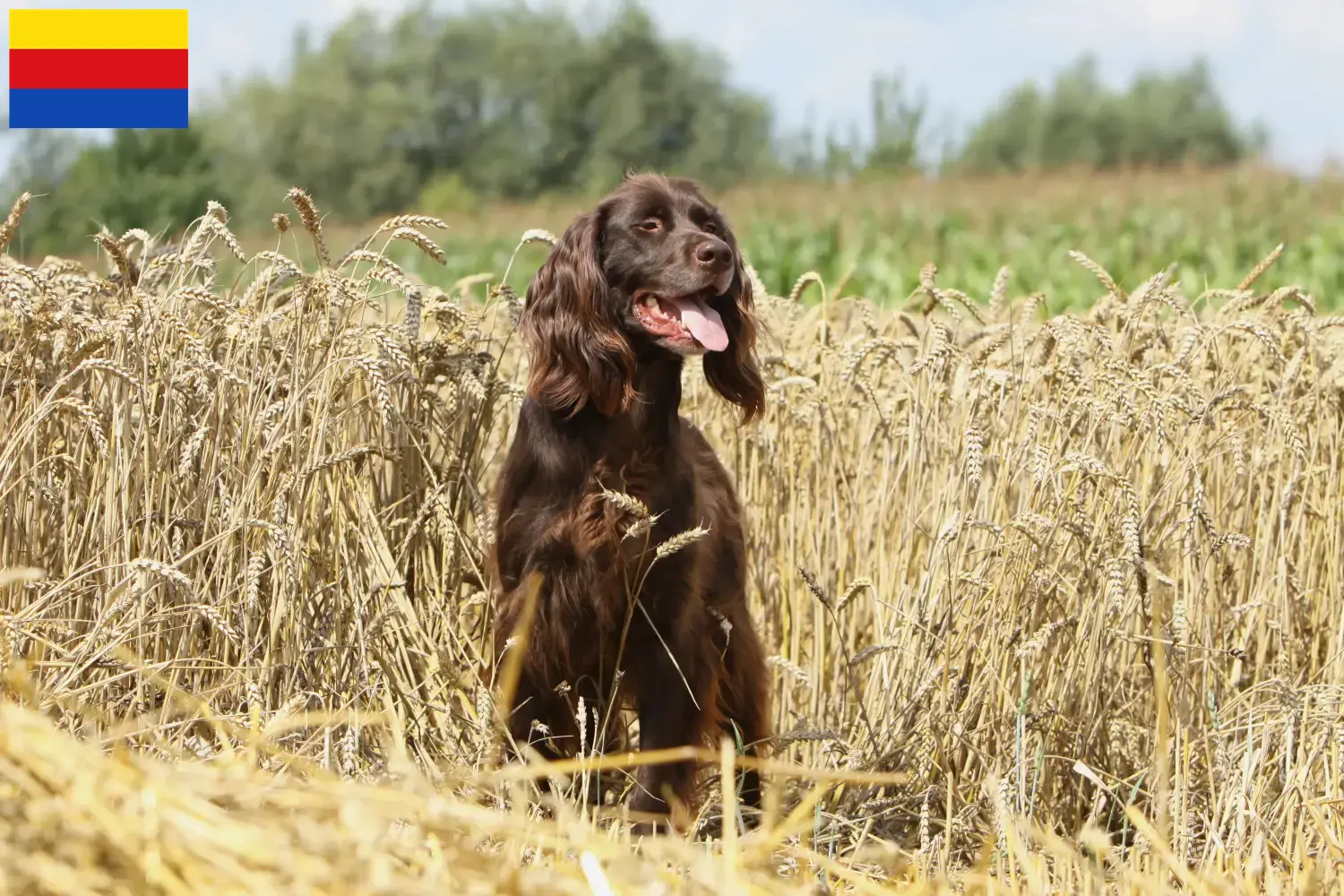 Read more about the article German Longhair breeders and puppies in North Holland