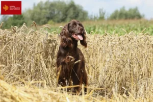 Read more about the article German Longhair breeders and puppies in Occitania