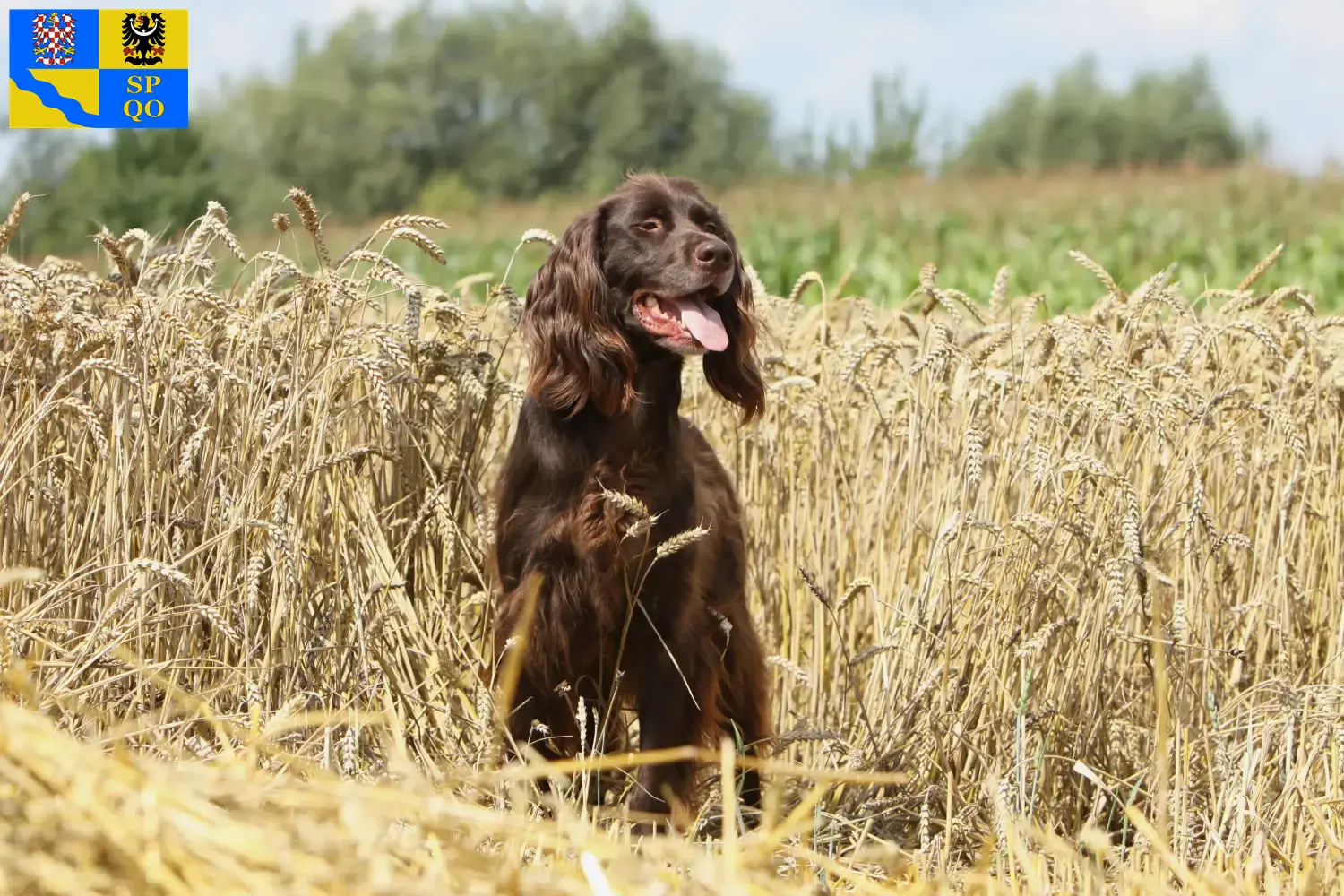 Read more about the article German Longhair breeders and puppies in Olomouc