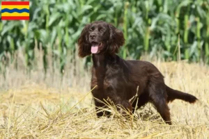 Read more about the article German Longhair breeders and puppies in Overijssel