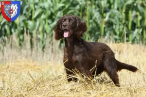 Read more about the article German Longhair breeders and puppies in Pays de la Loire