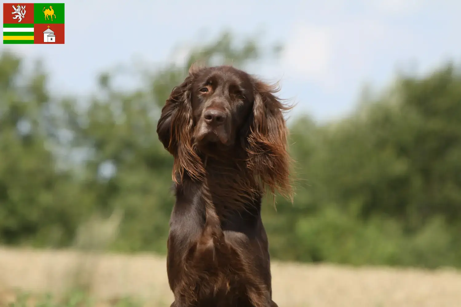 Read more about the article German Longhair breeders and puppies in Pilsen