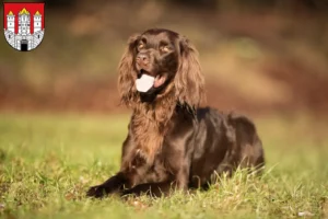 Read more about the article German Longhair breeders and puppies in Salzburg