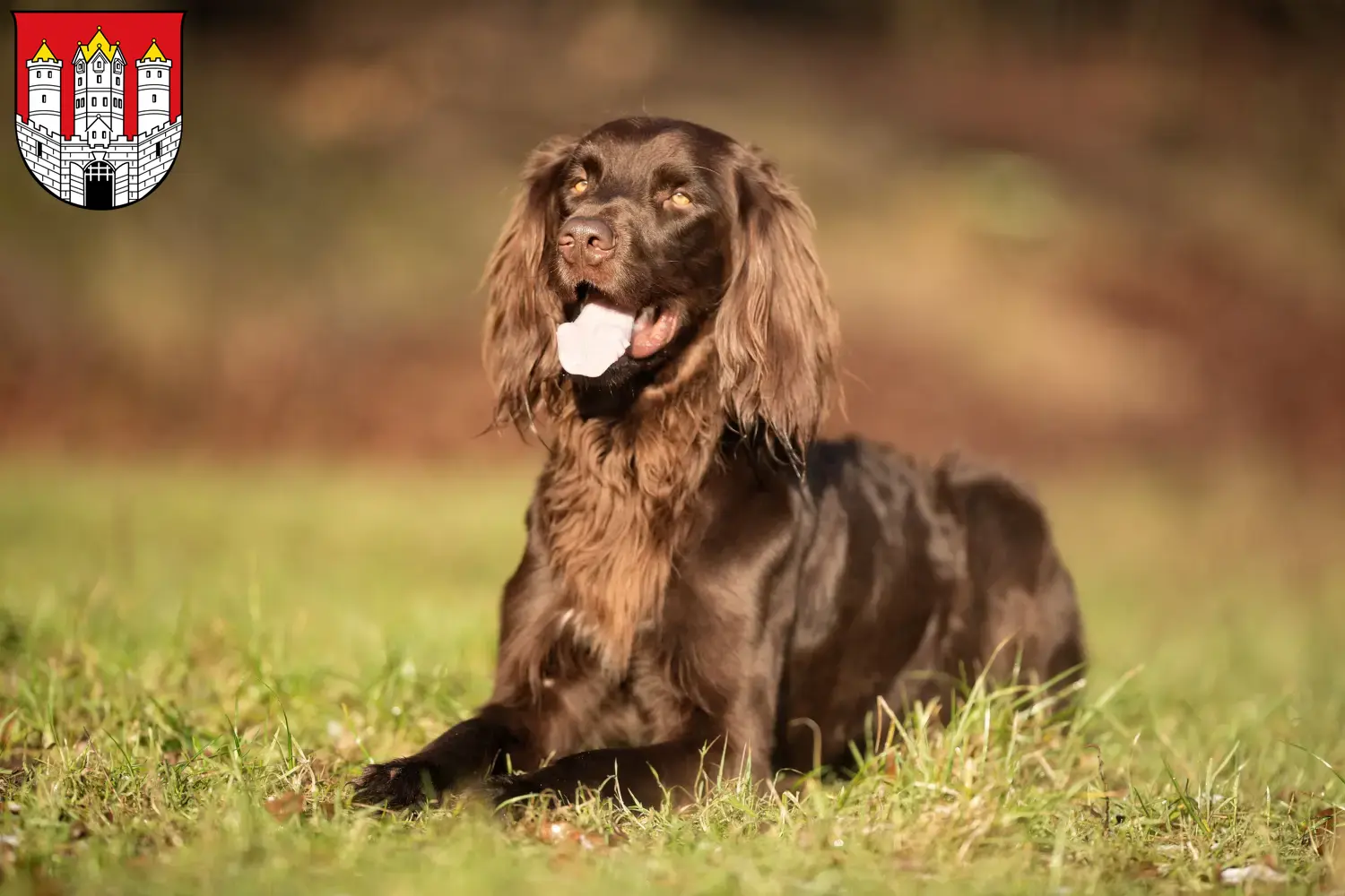 Read more about the article German Longhair breeders and puppies in Salzburg