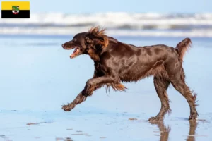 Read more about the article German Longhair breeders and puppies in Saxony-Anhalt