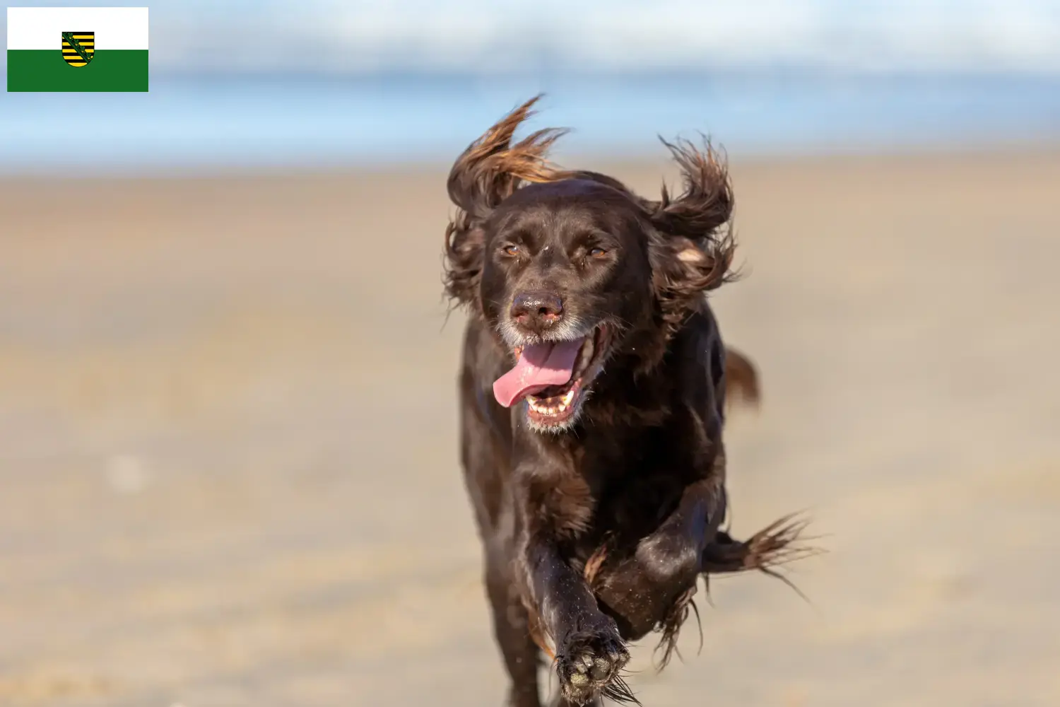 Read more about the article German Longhair breeders and puppies in Saxony