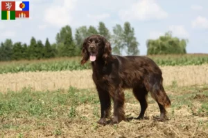 Read more about the article German Longhair breeders and puppies in South Bohemia